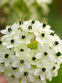 Ornithogalum Arabicum (Vogelmelk)