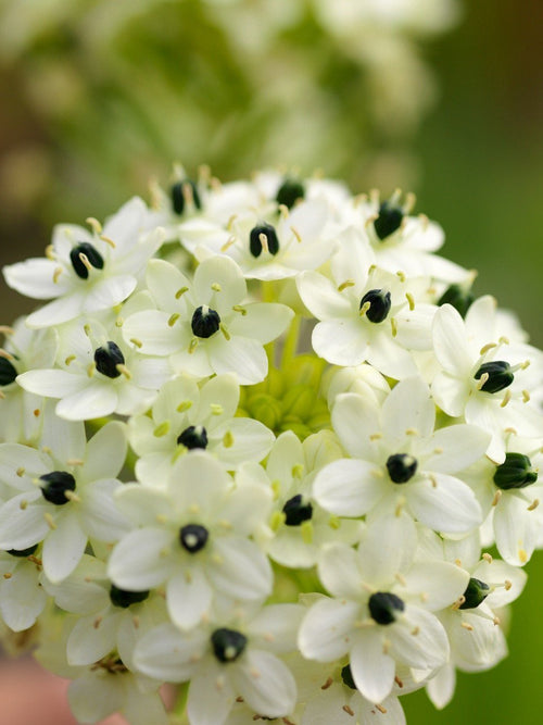 Ornithogalum Arabicum Bol