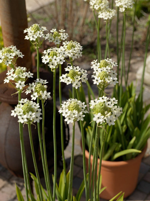 Ornithogalum Arabicum Bollen