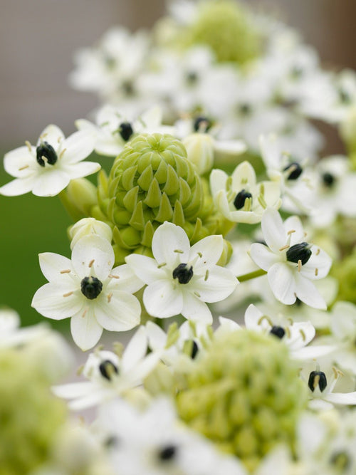 Ornithogalum Arabicum (Arabian Starflower)