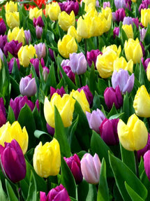 Tulp Philly Pastel Mix