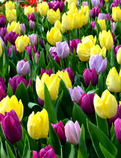 Purple and Yellow Pastel Coloured Tulip Bulb Mix