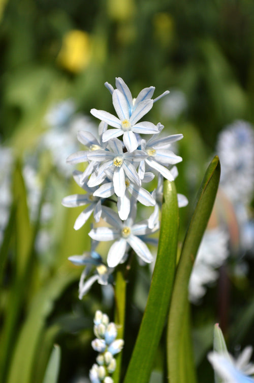 Striped Squill bol