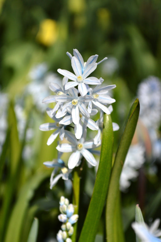 Striped Squill bol