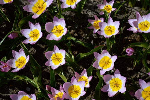 Botanical Tulip Bulbs Lilac Wonder