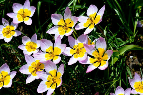 Lilac Wonder Tulip Bulbs