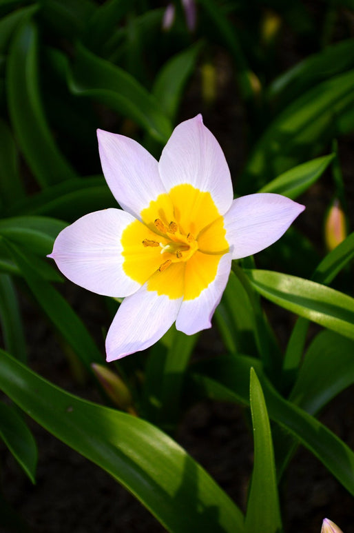 Tulip Bulbs - Lilac Wonder - UK delivery