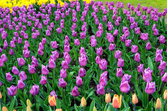 Buy Tulip Bulbs - Magic Lavender