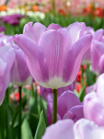 Tulp Magic Lavender
