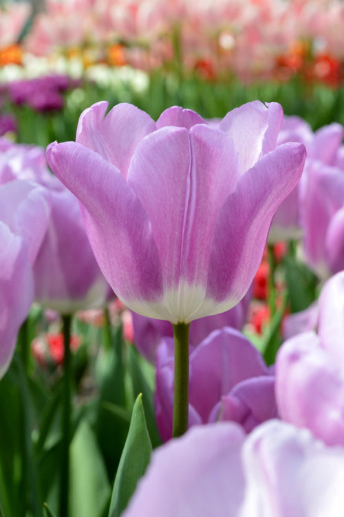 Tulip Bulbs Magic Lavender