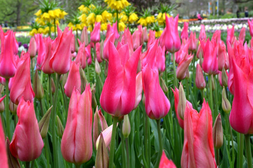 Tulip bulbs - Mariette - UK Delivery