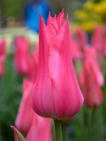 Tulp Mariette