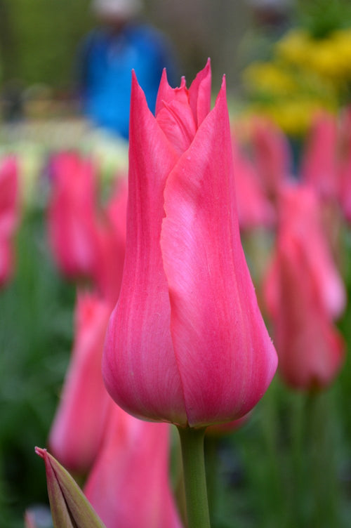 Tulip Bulbs Mariette