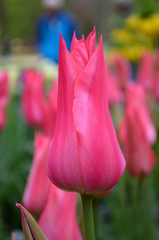 Tulip Bulbs Mariette