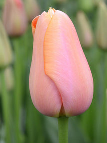 Tulp Menton