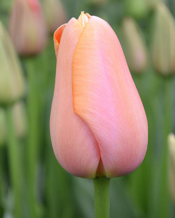 Tulip Bulbs Menton from Holland