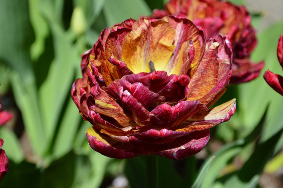 Tulip Nachtwacht (Night Watch) - Flower Bulbs