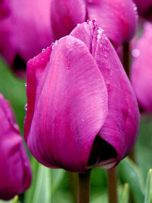 Tulp Negrita