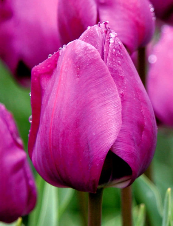 Tulip Bulbs Negrita - Purple Big Blooms