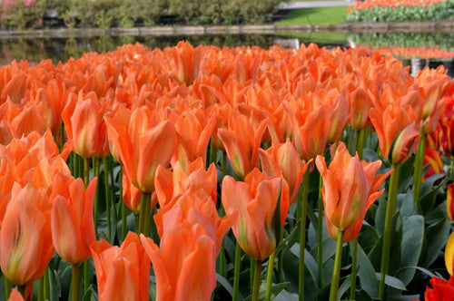 Tulipa 'Orange Emperor' bloembollen kopen