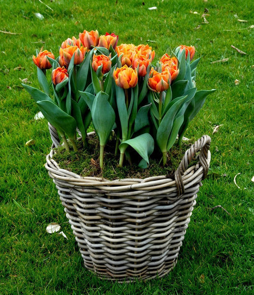 Tulip Bulbs - Orange Princess - Delivery UK