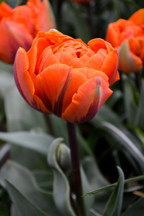 Tulip Bulbs - Orange Princess