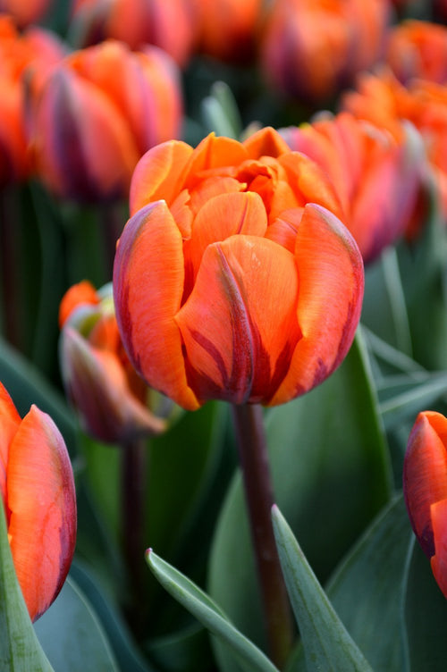Tulip Orange Princess Double Flowers Bulbs UK