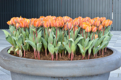 Tulip Orange Princess Flower Bulbs for Autumn Planting UK