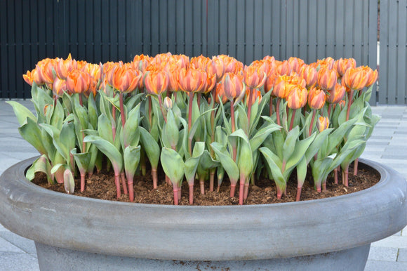 Tulip Orange Princess Flower Bulbs for Autumn Planting UK