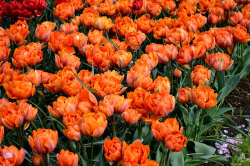 Tulip Flower Bulbs - Orange Princess - UK Shipping