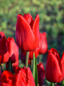 Tulp Red Power