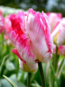 Tulp Parrot Pink Vision