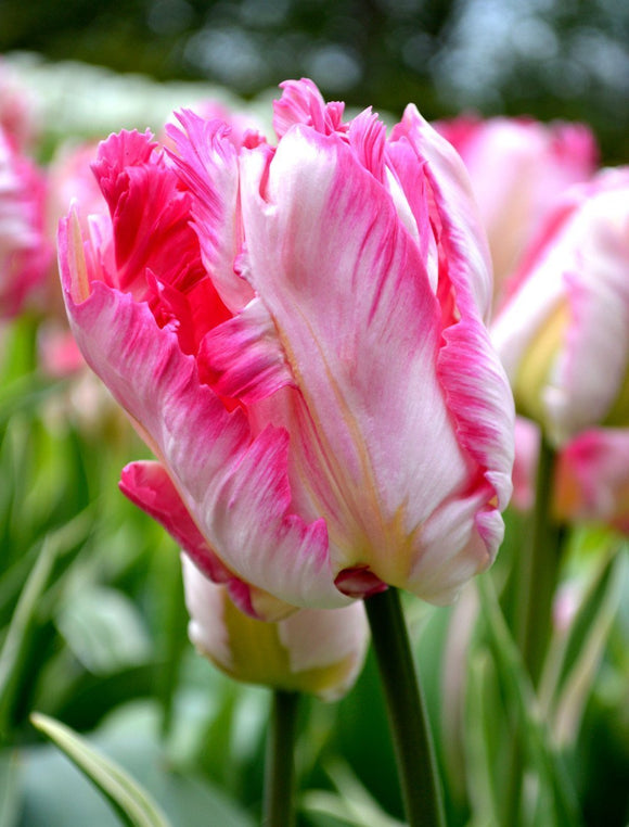 Tulip Bulbs Parrot Pink Vision