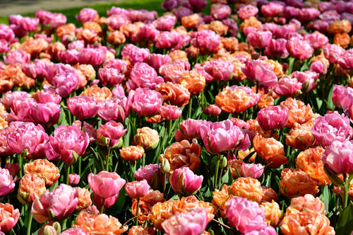 Tulpenbollen Collectie Peony Party