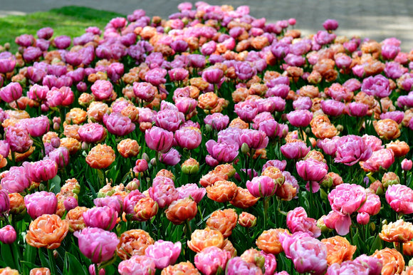 Tulpenbollen kopen - Tulpen Collectie Peony Party