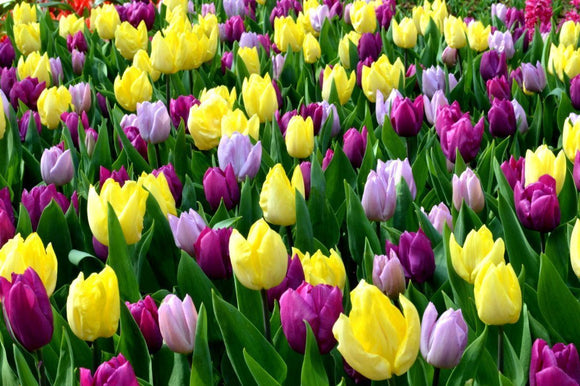 Purple and Yellow Pastel Coloured Tulip Bulb Mix