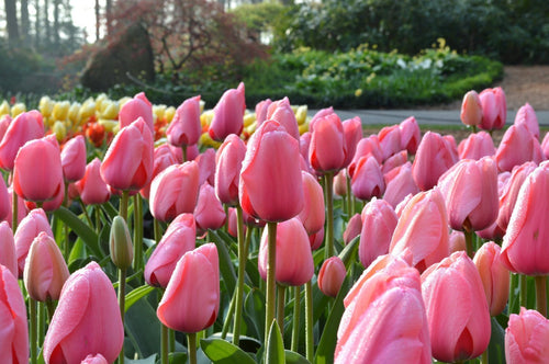 Tulpen Bollen Pink Impression