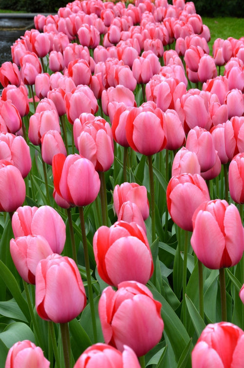 Tulp Pink Impression Bloembollen