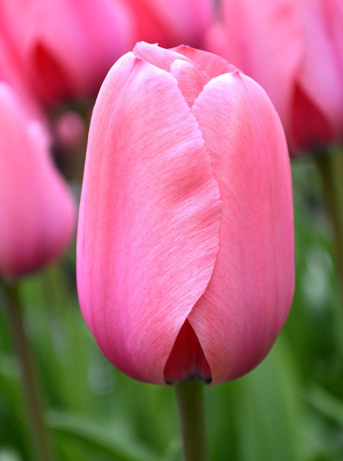 Tulp Pink Impression