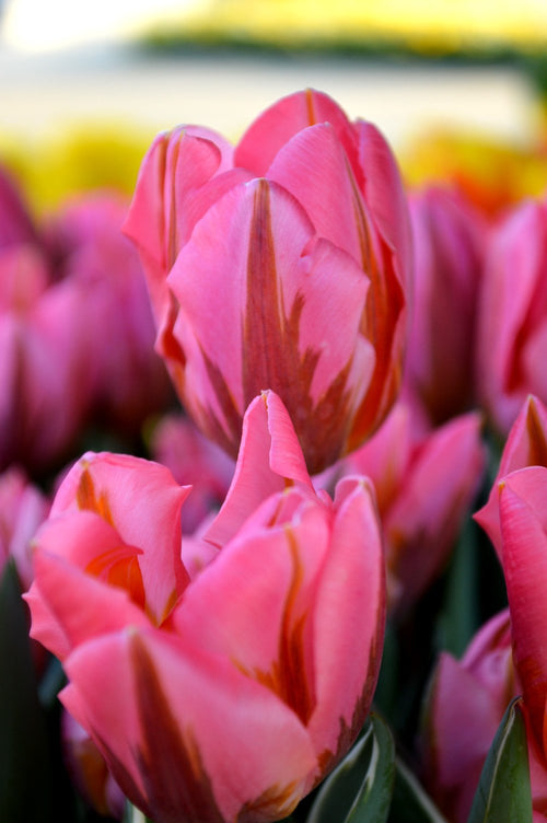 Tulip Pretty Princess Flower Bulbs Pink For Autumn Planting
