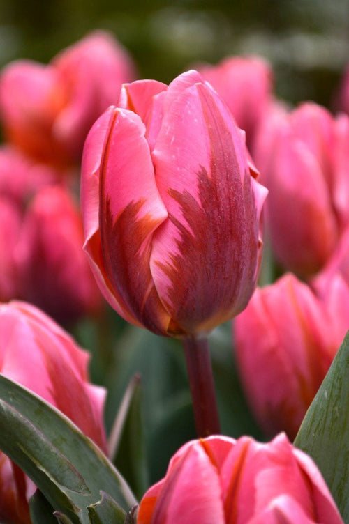 Tulip Pretty Princess Flower Bulbs UK shipping