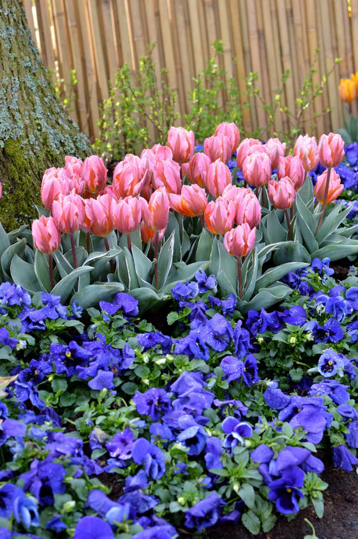 Tulip Bulbs Pretty Princess Pink Spring Bulbs UK Delivery