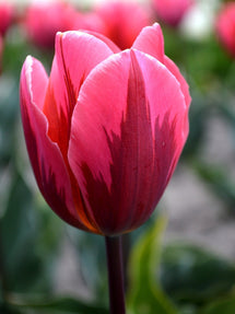 Tulp Pretty Princess