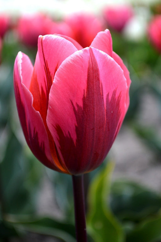 Tulip Pretty Princess Flower Bulbs Pink For Fall Planting UK