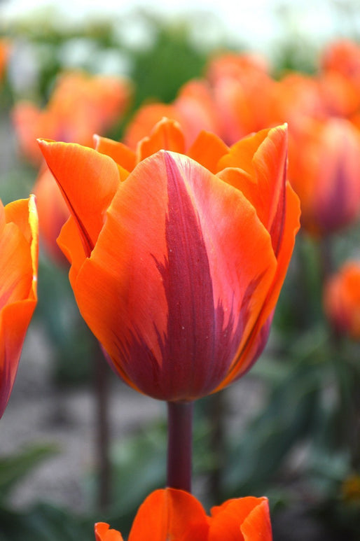 Tulpen Tulipa 'Prinses Irene' oranje kopen