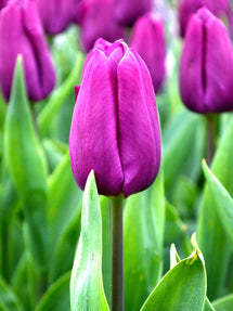 Tulp Purple Prince