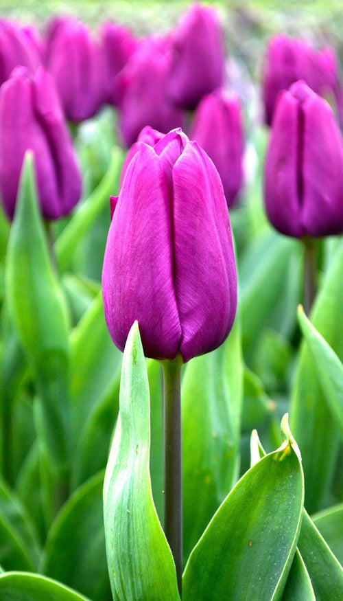 Tulip Bulbs Purple Prince