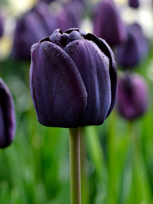 Tulp Queen of the Night