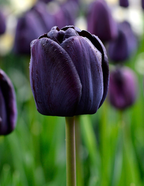 Zwarte Tulpen Queen of the Night