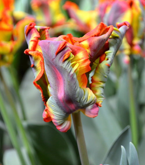 Tulpenbollen 'Rainbow Parrot'